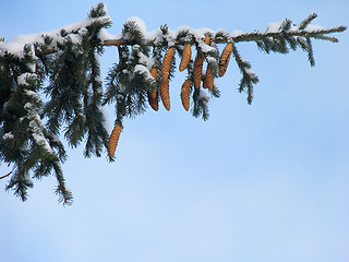 Image showing Branch of fir under the snow