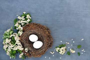 Image showing Highly Nutritious Eggs for a Healthy Immune System 