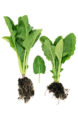 Image showing Organic Spinach Plants with Root Balls 