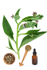 Image showing Comfrey Herb Plant and Root with Essential Oil