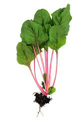 Image showing Swiss Chard Healthy Vegetable with Root Ball