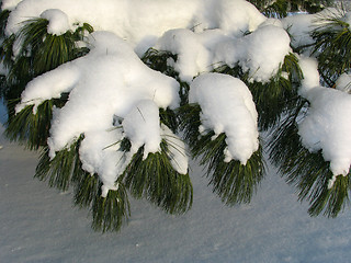 Image showing Branch of Pinus sibirica covered under the Snow