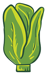 Image showing Green colour lettuce, vector or color illustration.