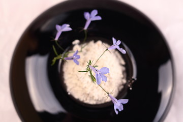 Image showing Small blue flower
