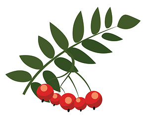 Image showing Rowan, vector or color illustration.