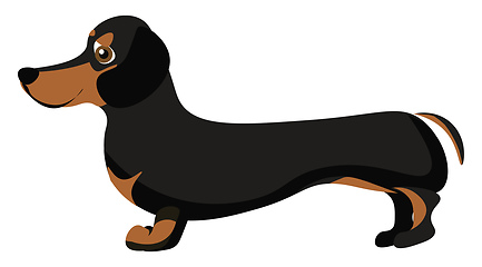 Image showing Image of dachshund, vector or color illustration.