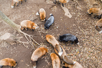 Image showing Fox eating snack together in the park