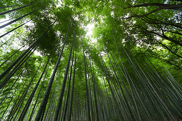 Image showing Bamboo Forest from low angle