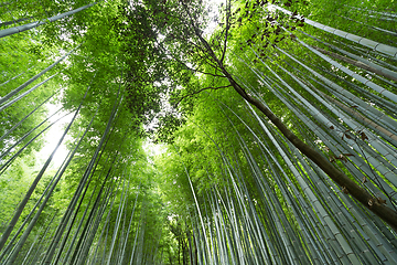 Image showing Bamboo forest with morning sunlight