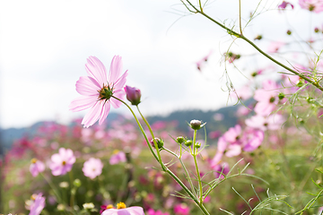 Image showing Cosmos flowers