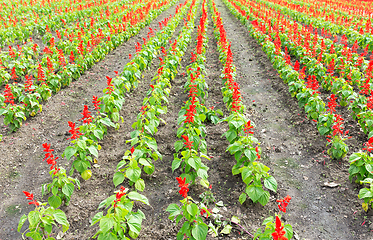 Image showing Salvia flower field