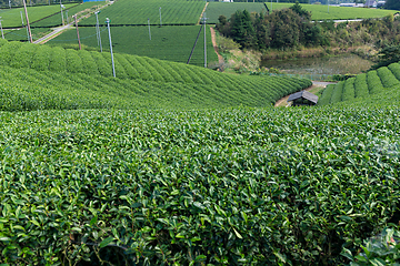 Image showing Green Tea field