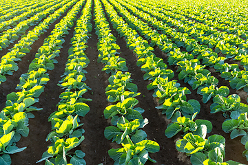 Image showing Green vegetable on the field