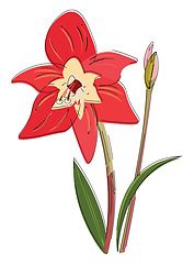 Image showing Image of amaryllis, vector or color illustration.