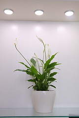 Image showing Peace lily