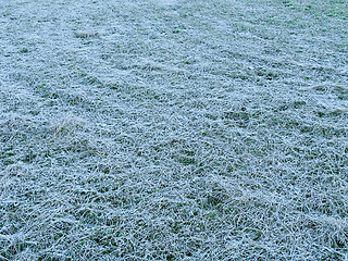 Image showing Grass under the hoar-frost