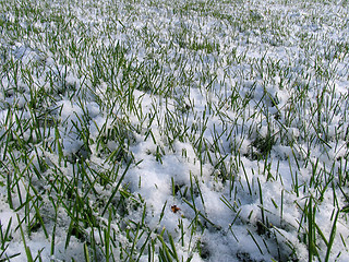 Image showing Green Grass under the Snow