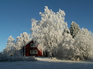 Image showing Rime in the trees