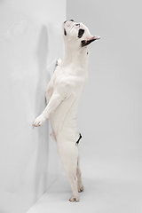 Image showing French Bulldog young dog is posing. Cute playful white-black doggy or pet on white background. Concept of motion, action, movement.