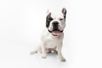 Image showing French Bulldog young dog is posing. Cute playful white-black doggy or pet on white background. Concept of motion, action, movement.