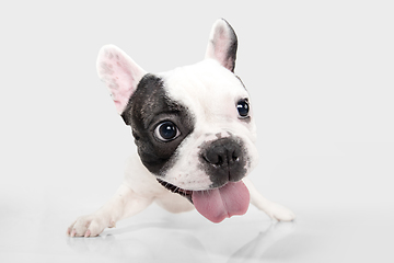 Image showing French Bulldog young dog is posing. Cute playful white-black doggy or pet on white background. Concept of motion, action, movement.