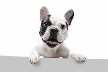 Image showing French Bulldog young dog is posing. Cute playful white-black doggy or pet on white background. Concept of motion, action, movement.