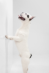 Image showing French Bulldog young dog is posing. Cute playful white-black doggy or pet on white background. Concept of motion, action, movement.