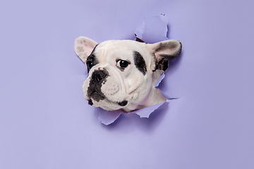 Image showing French Bulldog young dog is posing. Cute playful white-black doggy or pet on purple background. Concept of motion, action, movement.