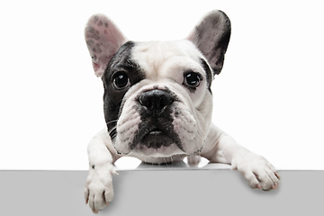 Image showing French Bulldog young dog is posing. Cute playful white-black doggy or pet on white background. Concept of motion, action, movement.