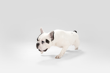 Image showing French Bulldog young dog is posing. Cute playful white-black doggy or pet on white background. Concept of motion, action, movement.