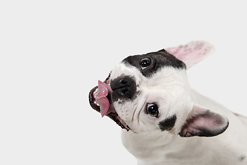 Image showing French Bulldog young dog is posing. Cute playful white-black doggy or pet on white background. Concept of motion, action, movement.