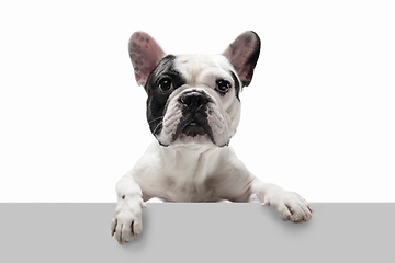 Image showing French Bulldog young dog is posing. Cute playful white-black doggy or pet on white background. Concept of motion, action, movement.