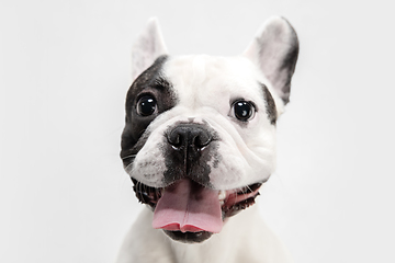 Image showing French Bulldog young dog is posing. Cute playful white-black doggy or pet on white background. Concept of motion, action, movement.