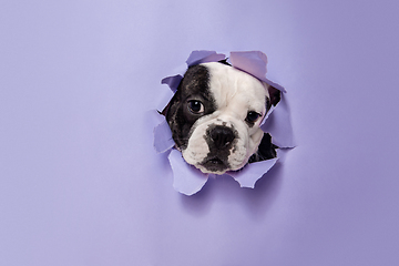 Image showing French Bulldog young dog is posing. Cute playful white-black doggy or pet on purple background. Concept of motion, action, movement.