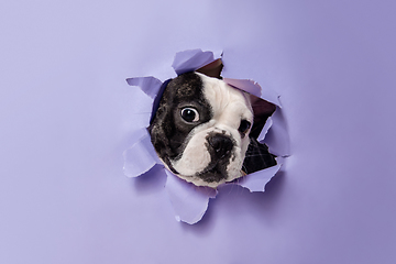 Image showing French Bulldog young dog is posing. Cute playful white-black doggy or pet on purple background. Concept of motion, action, movement.