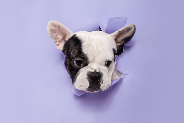 Image showing French Bulldog young dog is posing. Cute playful white-black doggy or pet on purple background. Concept of motion, action, movement.