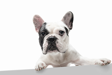 Image showing French Bulldog young dog is posing. Cute playful white-black doggy or pet on white background. Concept of motion, action, movement.