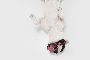 Image showing French Bulldog young dog is posing. Cute playful white-black doggy or pet on white background. Concept of motion, action, movement.