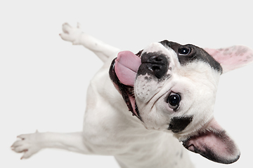 Image showing French Bulldog young dog is posing. Cute playful white-black doggy or pet on white background. Concept of motion, action, movement.