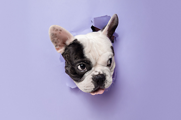 Image showing French Bulldog young dog is posing. Cute playful white-black doggy or pet on purple background. Concept of motion, action, movement.