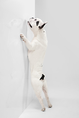 Image showing French Bulldog young dog is posing. Cute playful white-black doggy or pet on white background. Concept of motion, action, movement.