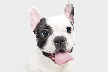 Image showing French Bulldog young dog is posing. Cute playful white-black doggy or pet on white background. Concept of motion, action, movement.