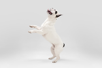 Image showing French Bulldog young dog is posing. Cute playful white-black doggy or pet on white background. Concept of motion, action, movement.