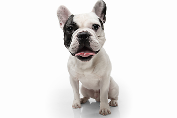 Image showing French Bulldog young dog is posing. Cute playful white-black doggy or pet on white background. Concept of motion, action, movement.