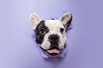 Image showing French Bulldog young dog is posing. Cute playful white-black doggy or pet on purple background. Concept of motion, action, movement.