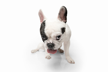 Image showing French Bulldog young dog is posing. Cute playful white-black doggy or pet on white background. Concept of motion, action, movement.