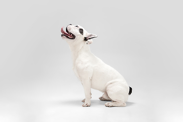 Image showing French Bulldog young dog is posing. Cute playful white-black doggy or pet on white background. Concept of motion, action, movement.