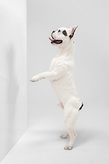 Image showing French Bulldog young dog is posing. Cute playful white-black doggy or pet on white background. Concept of motion, action, movement.