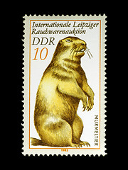 Image showing Marmot on Stamp from East Germany