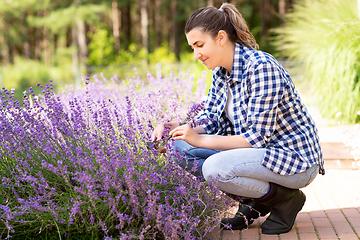 Image showing woman with picking lavender flowers in garden